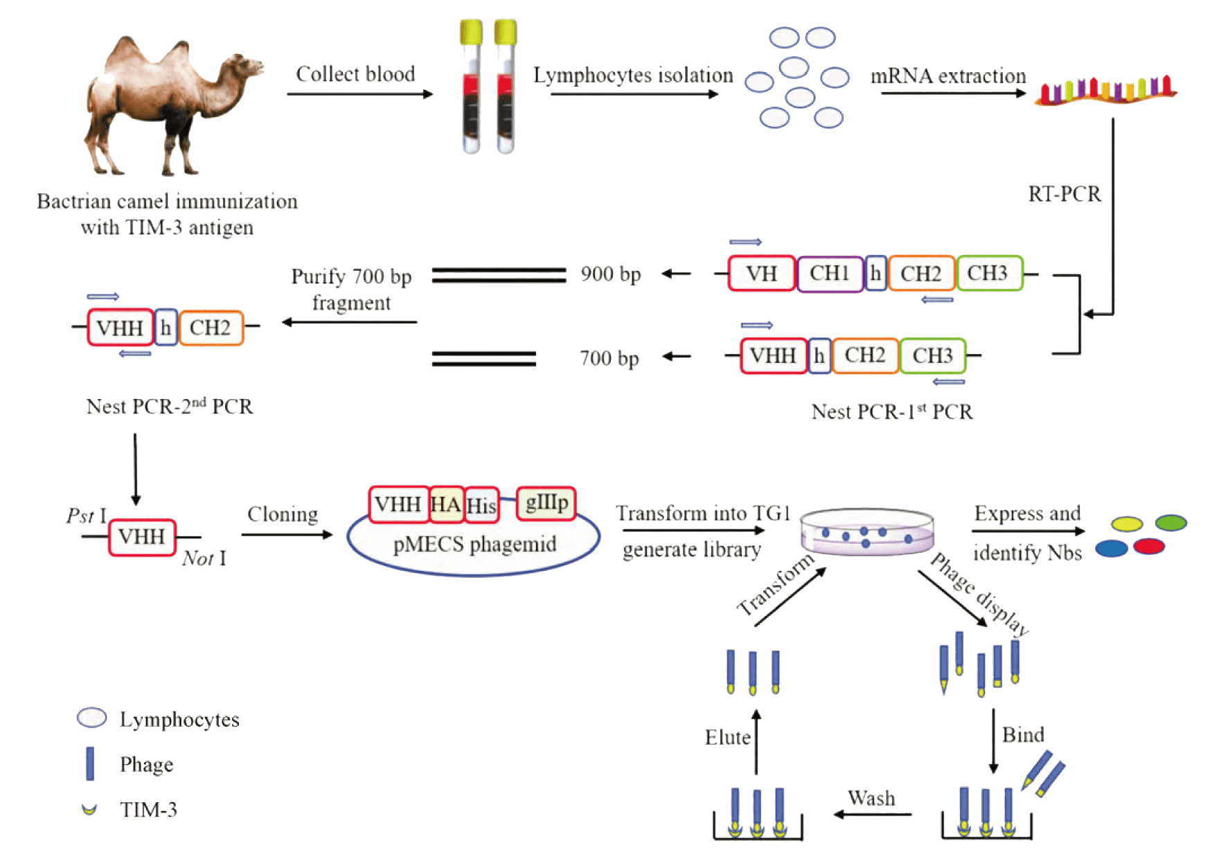 纳米抗体制备流程.png 纳米抗体制备流程.png